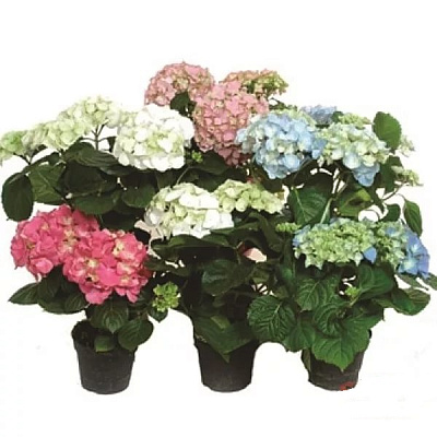 Гортензия Макрофилла D15 H40