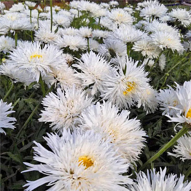 Нивяник наибольший Аглая 744556