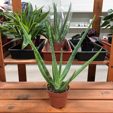 Алоэ Вера D-9 H-15