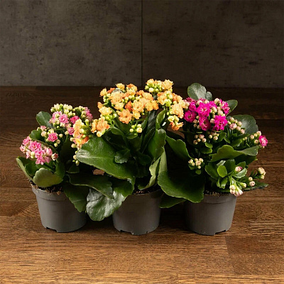 Каланхое каландива микс D-8 H-10