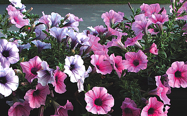 Петуния гибридная ампельная Смесь D12 071763