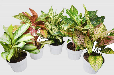 Аглаонема Микс D-17 H-65