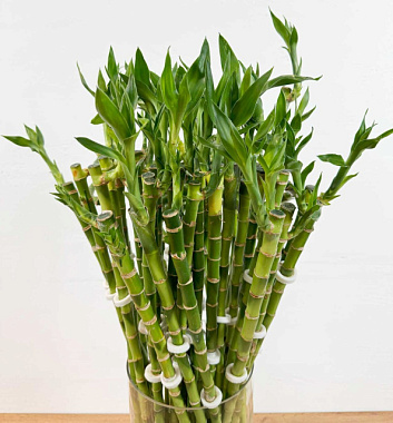 Бамбук Лаки прямой в пробирке кор H-60