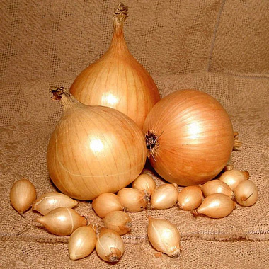 Лук-севок Сеттон фракция 21-24 мм 1 кг 843796