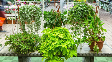 Растения зеленые ампельные D21