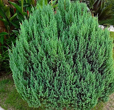 Можжевельник китайский Стрикта v2 Lav