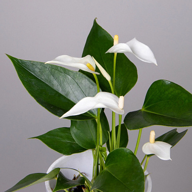 Антуриум андрианум Лилли белый комп D-9