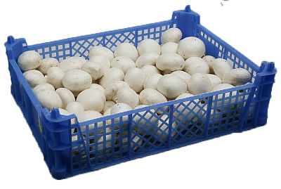 Ящик Стандарт Пластик для грибов синий