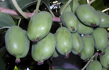 Актинидия коломикта Ленинградская крупноплодная 835506