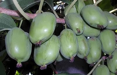 Актинидия коломикта Ленинградская крупноплодная 835506