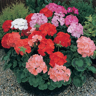 Пеларгония зональная в ассортименте d12 Tim