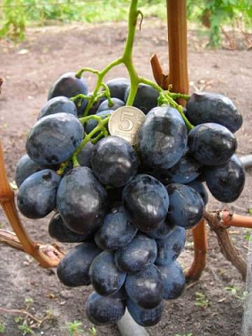 Виноград сорт Фурор