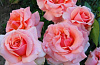 Роза Грандифлора микс V7 185125