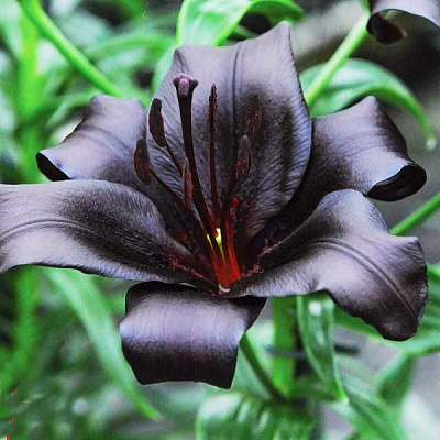 Лилия Азиатская черная 14/16 1