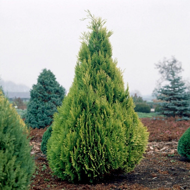 Кипарисовик лавсона Ивонна v2 Lav