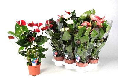 Антуриум Микс D-12