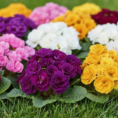 Примула махровая D10 645959