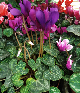 Цикламен Микс в асс D-10