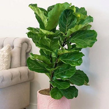 Фикус лирата D-13 H-55