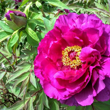 Пион древовидный Пурпурная лента 810117