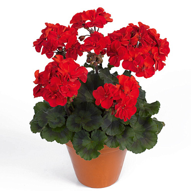 Пеларгония зональная в ассортименте D-12 
