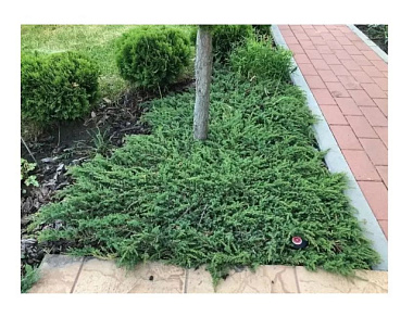 Можжевельник обыкновенный Грин Карпет D-9 H-10-15