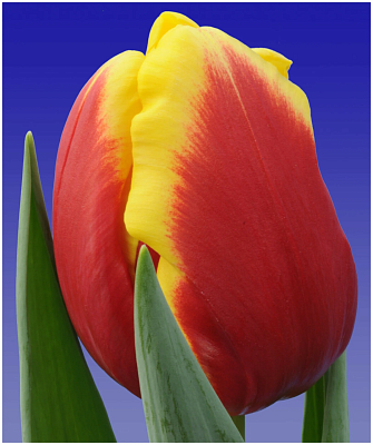 Луковица Тюльпан HBM Денмарк 10/11 красный 5шт Of000079031