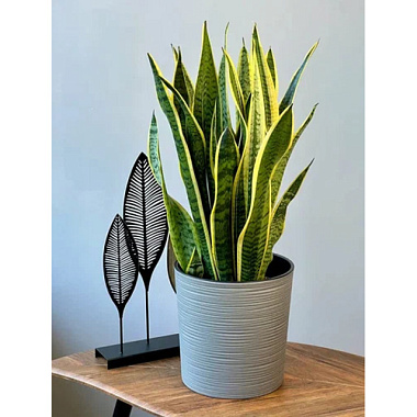 Сансевиерия Лауренти D-23 H-75