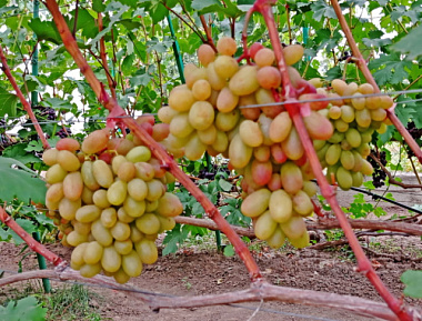 Виноград сорт Айсберг