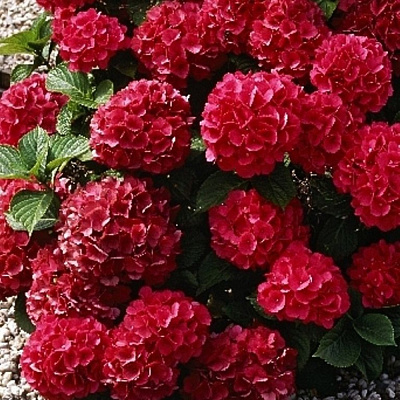 Гортензия крупнолистовая Альпенглюхен 750357 