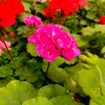 Пеларгония зональная МосАгро D15 H25 21235