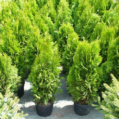 Туя западная Смарагд D-9