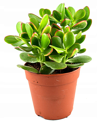 Толстянка D12