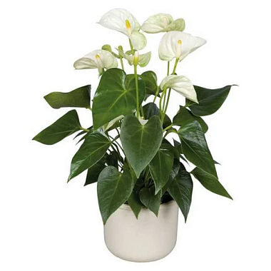 Антуриум андрианум белый в асс D-12 H-35 00-00001252