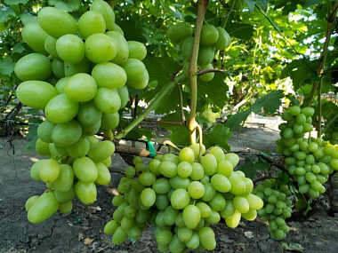 Виноград сорт Раиса