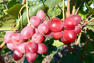 Виноград сорт Гамлет