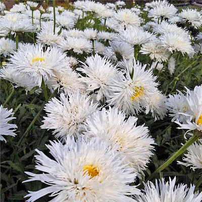 Нивяник наибольший Аглая 744556