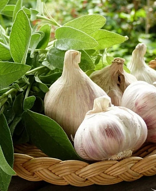 Чеснок озимый Донской уп-0,5 кг