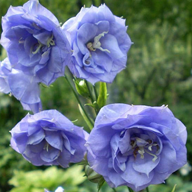 Колокольчик персиколистный Ла Белль 743644