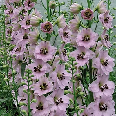 Дельфиниум высокий Скай Сенсейшн 743369