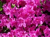 Азалия японская Пурпуртраум 779475