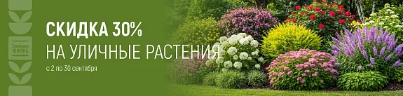 яркие краски осени