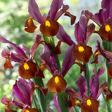 Ирис голландский Ред Эмбер 6/7 10 шт 839628