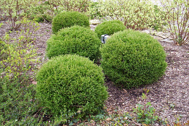 Туя западная Мистер Боулинг Бол D-9