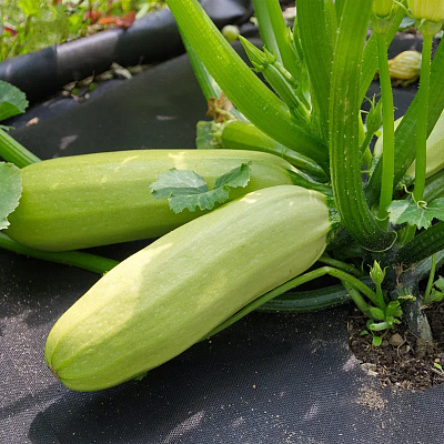 Агротекс 80 UV черный 3,2*100 м св 1,6 м