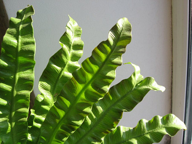 Асплениум D9