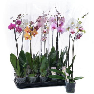 Фаленопсис Микс 1 ст D-9 H-40-70