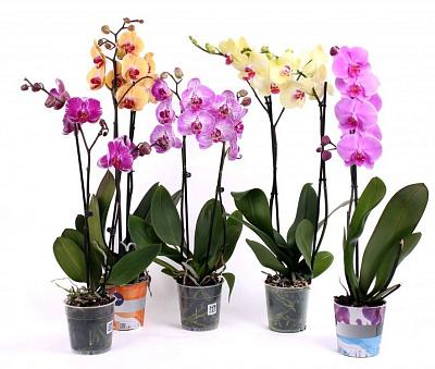 Фаленопсис Люкс Микс 1 ст D-12