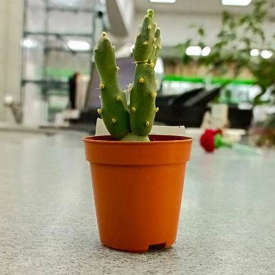 Кактус Микс Премиум D-5