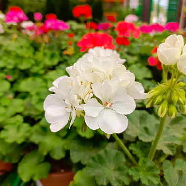 Пеларгония зональная МосАгро D15 H25 21235